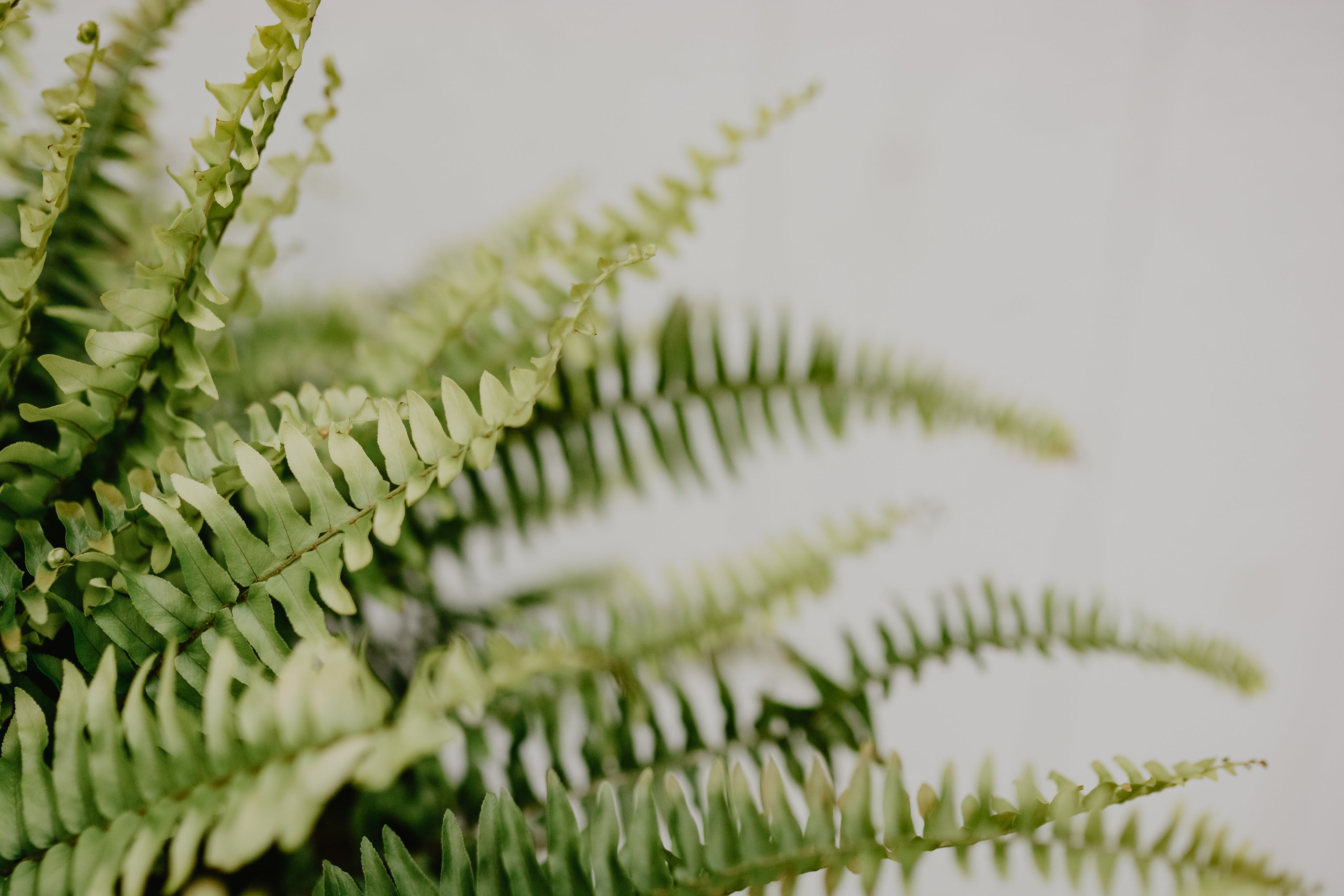 Green leaves